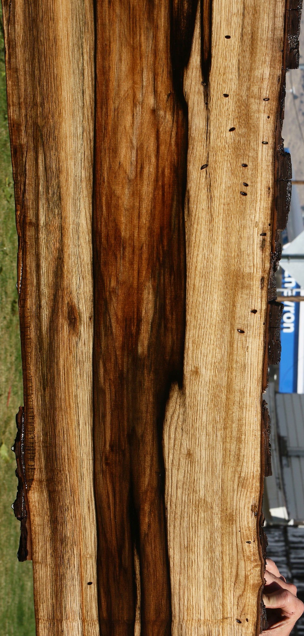 Exhibition Persimmon Live Edge Lumber