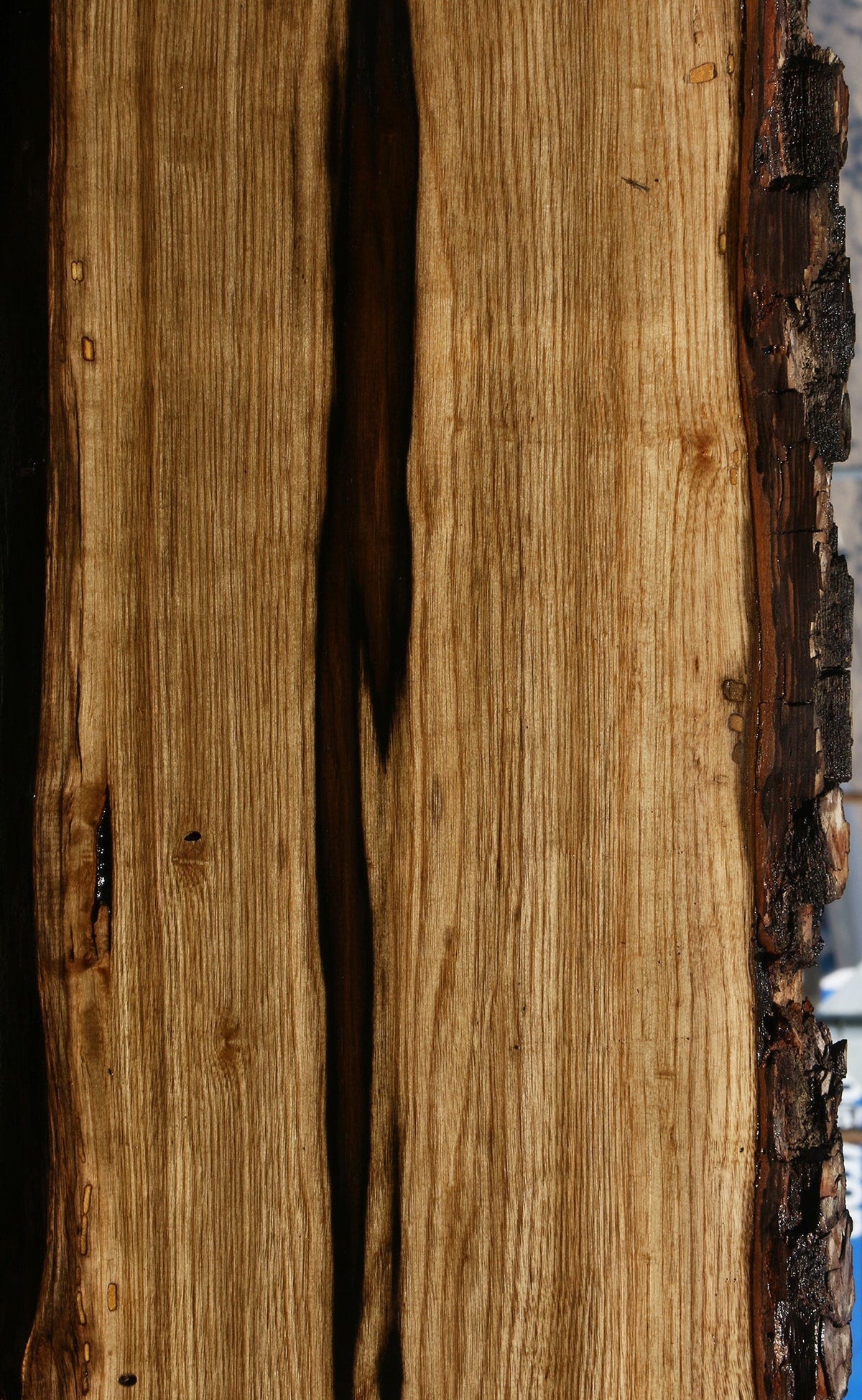 Exhibition Persimmon Live Edge Lumber