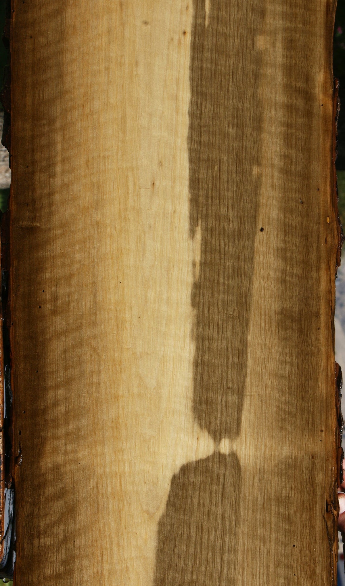 Extra Fancy Persimmon Live Edge Lumber