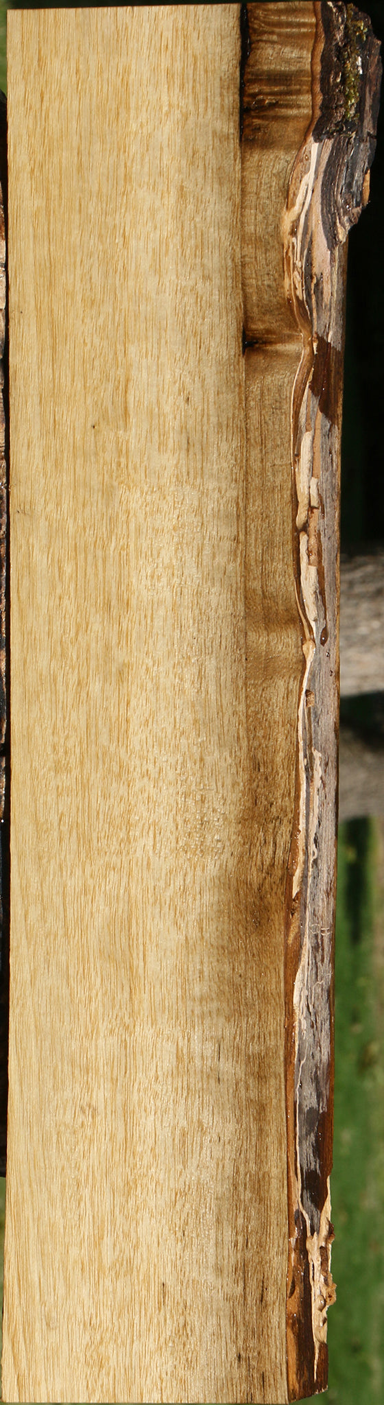 Persimmon Live Edge Lumber