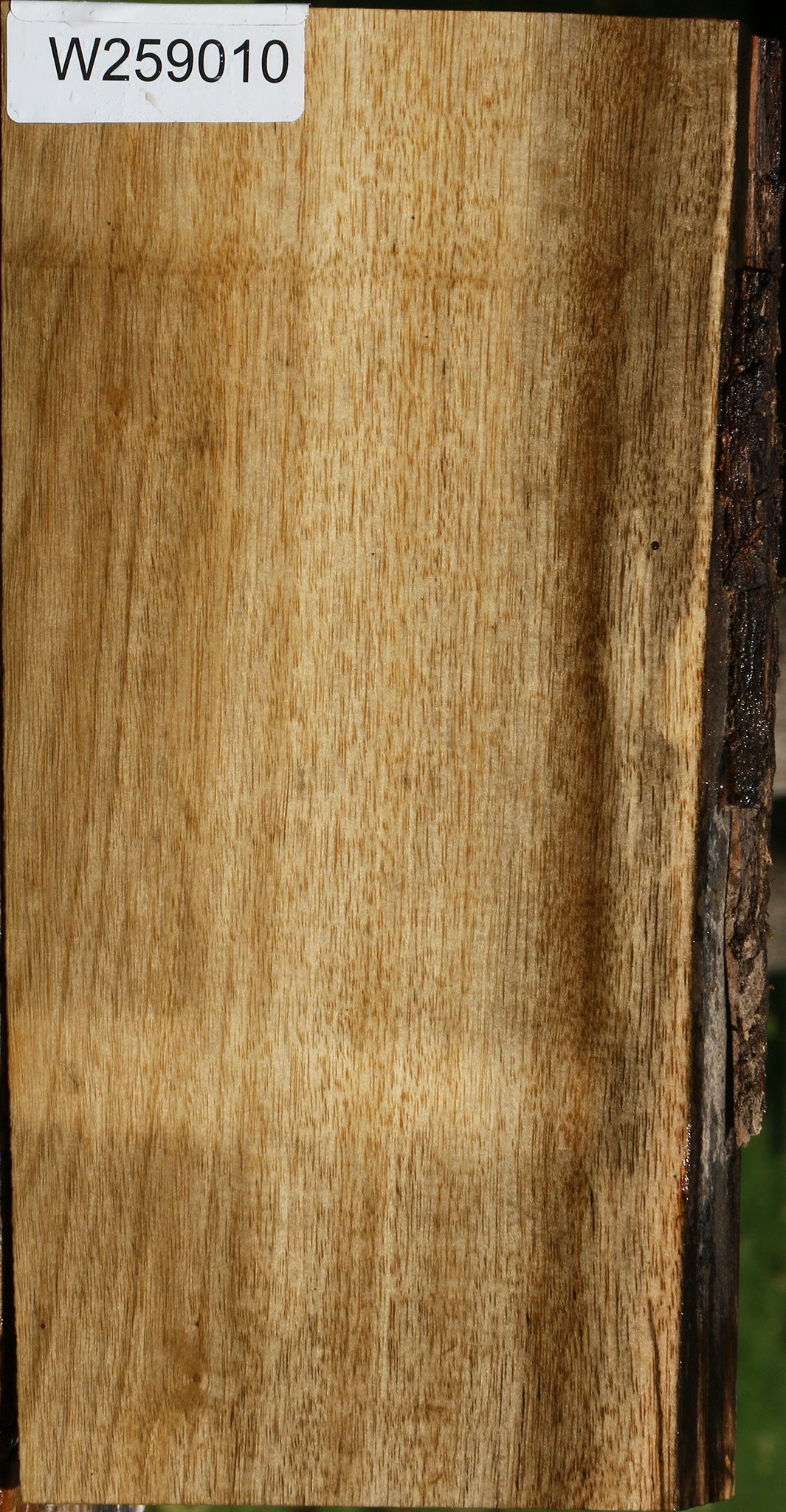 Quartersawn Persimmon Live Edge Lumber