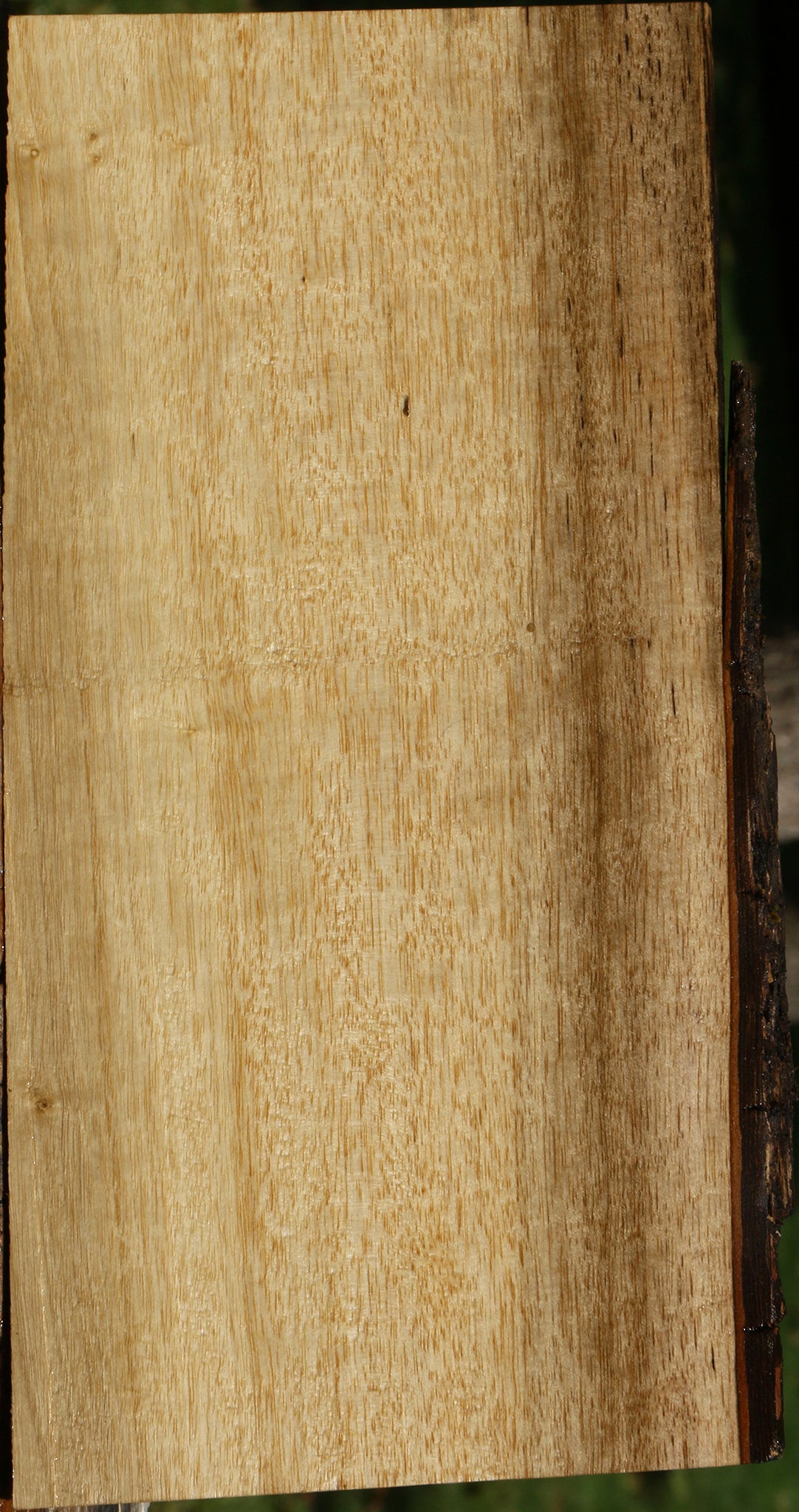 Quartersawn Persimmon Live Edge Lumber