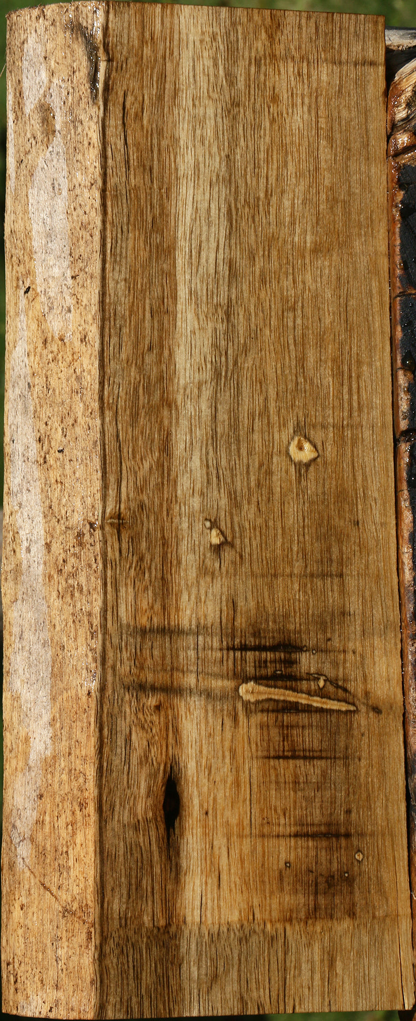 Persimmon Live Edge Lumber