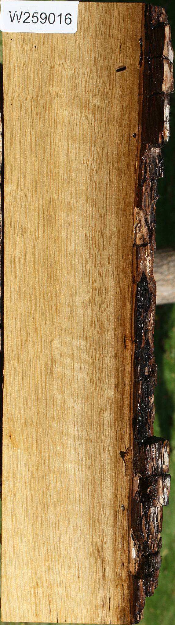 Figured Persimmon Live Edge Lumber