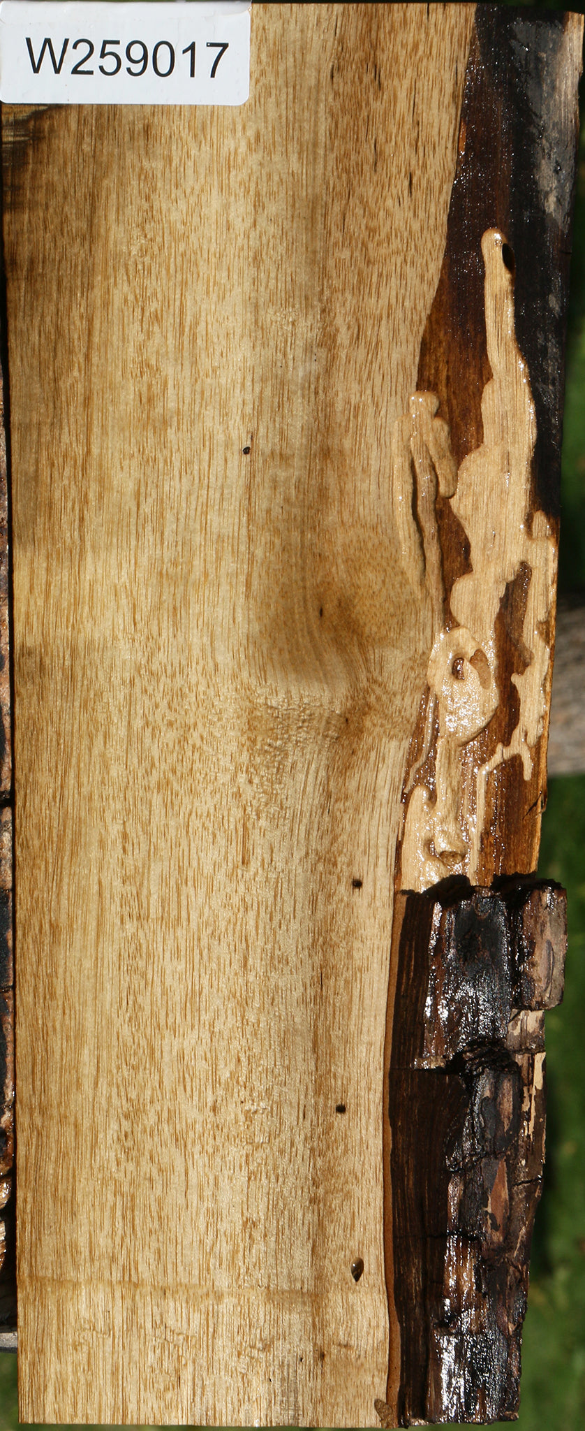 Persimmon Live Edge Lumber