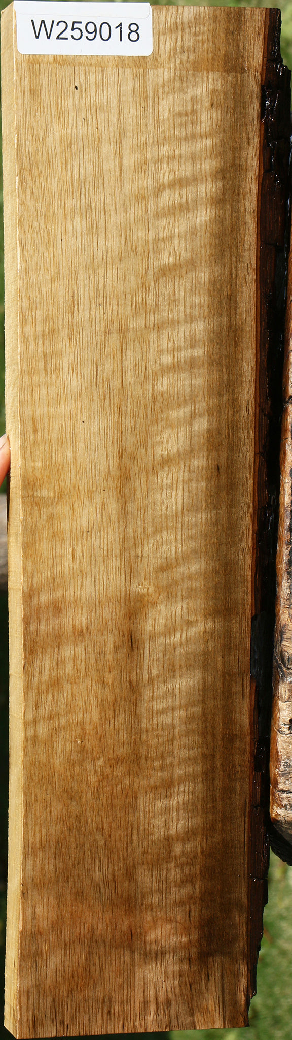 Extra Fancy Persimmon Live Edge Lumber