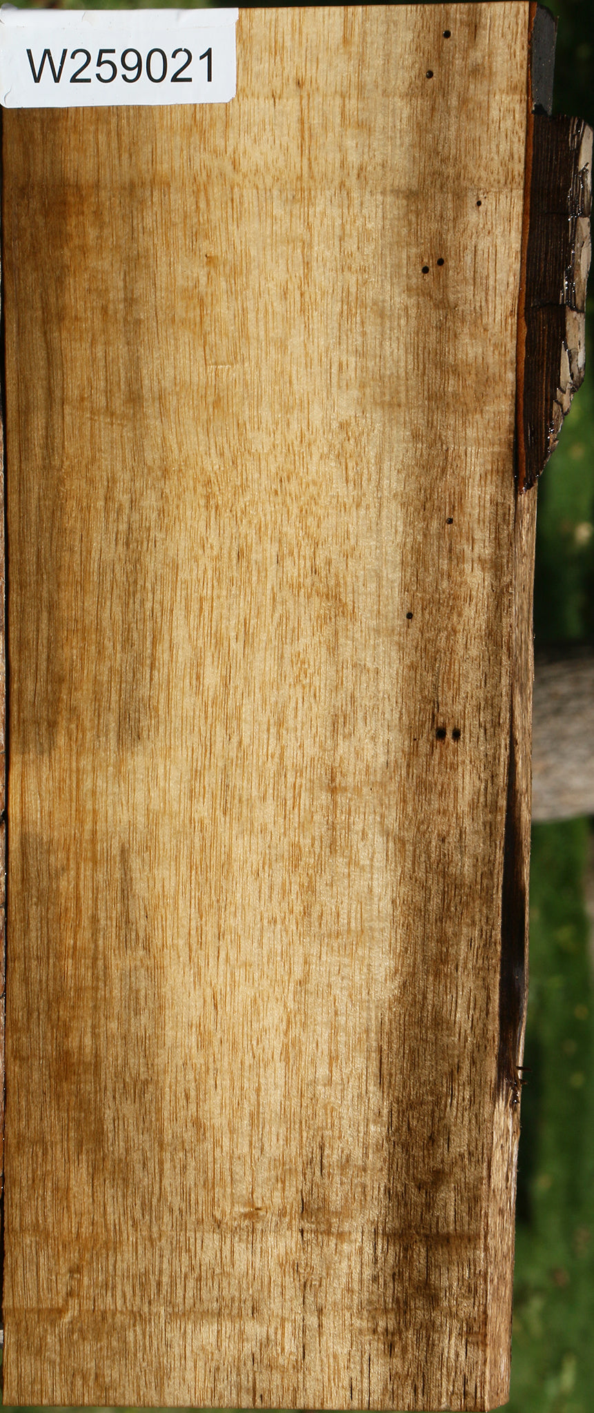 Persimmon Live Edge Lumber
