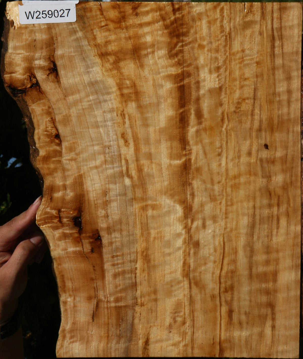 Extra Fancy Black Cottonwood Live Edge Lumber