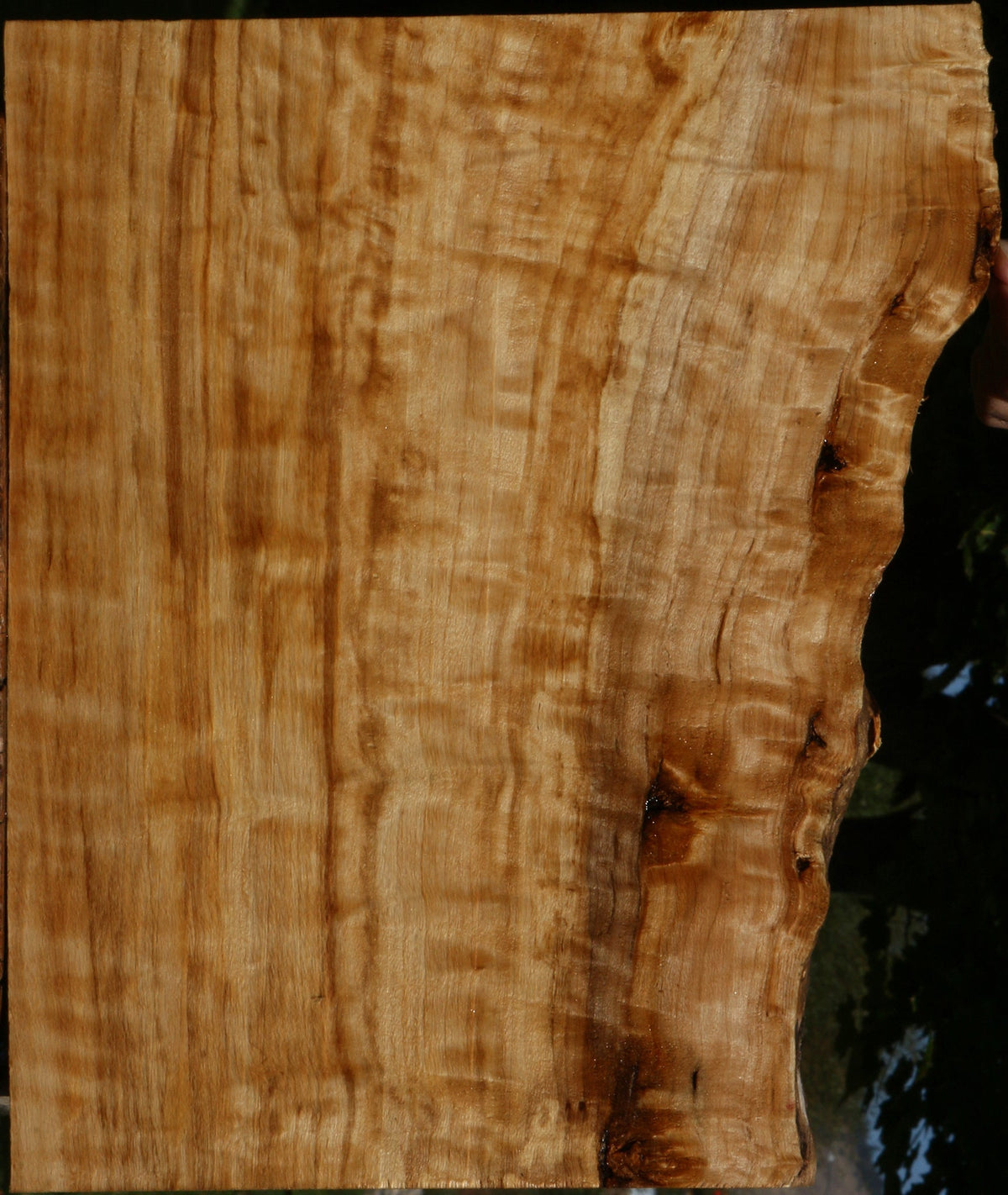 Extra Fancy Black Cottonwood Live Edge Lumber