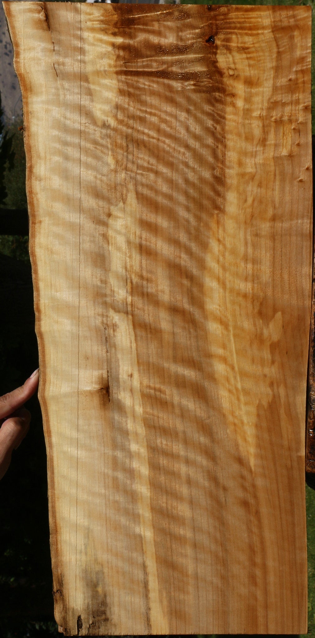 Extra Fancy Black Cottonwood Live Edge Lumber