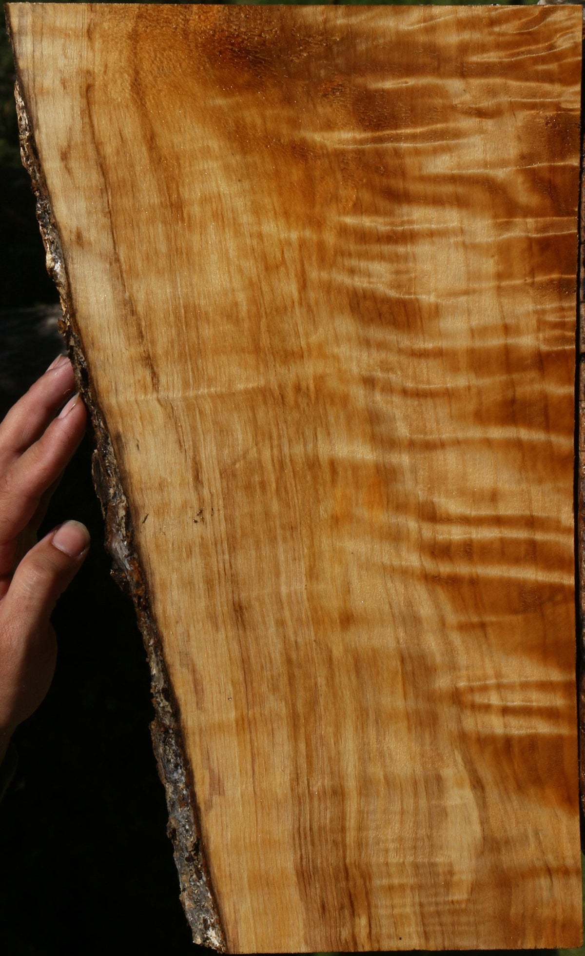 Extra Fancy Black Cottonwood Live Edge Lumber