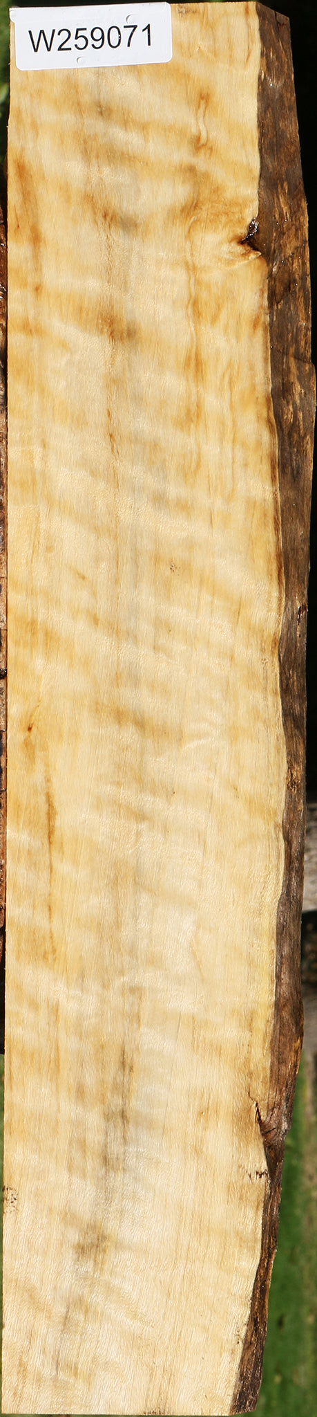 Extra Fancy Black Cottonwood Live Edge Lumber