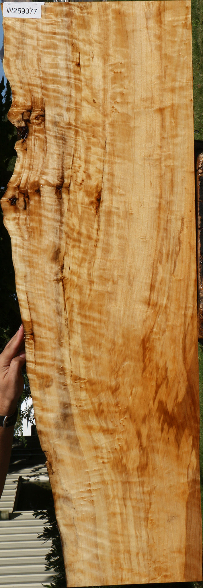 Extra Fancy Black Cottonwood Live Edge Lumber