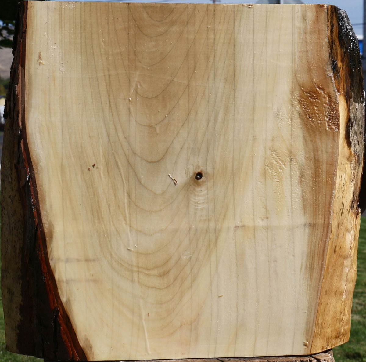 Figured Silver Maple Live Edge Bowl Blank