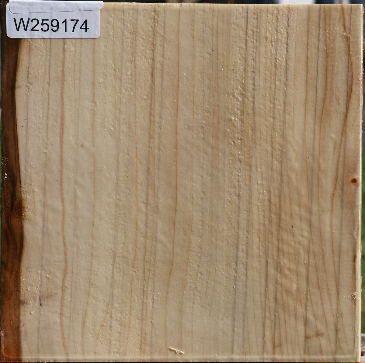 Silver Maple Bowl Blank