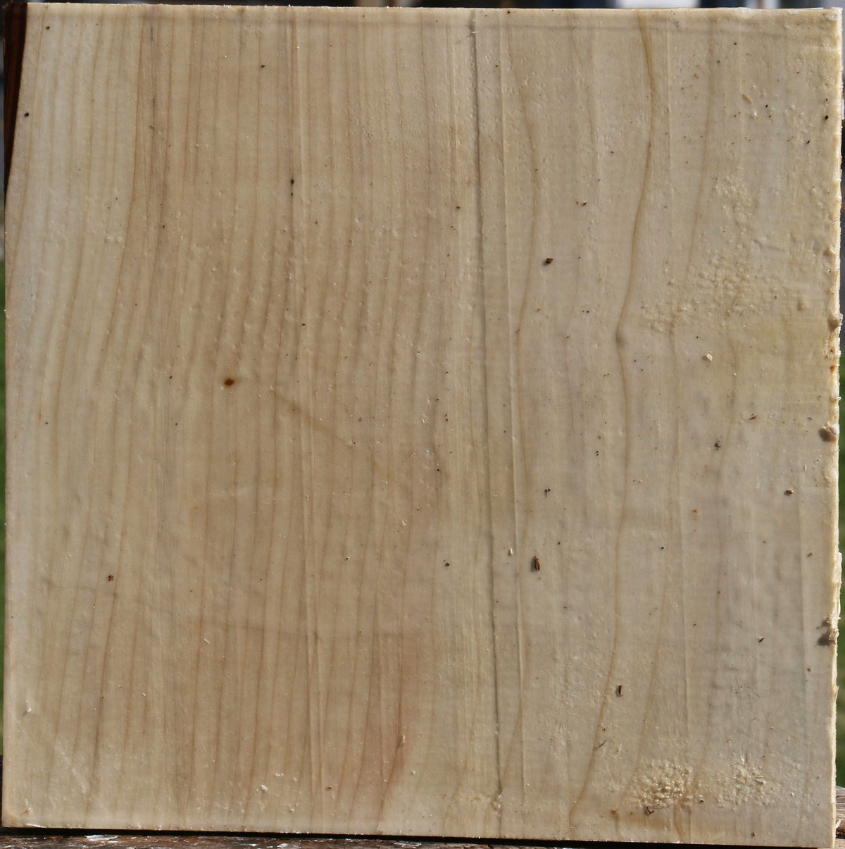 Silver Maple Bowl Blank