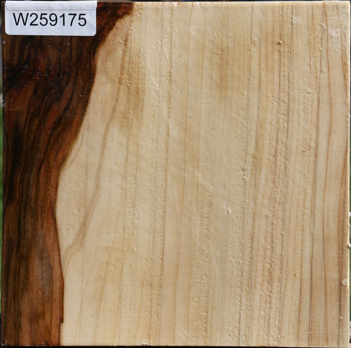 Silver Maple Bowl Blank