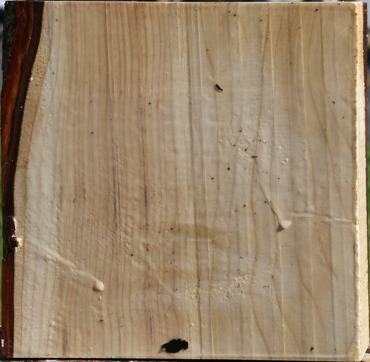 Silver Maple Bowl Blank