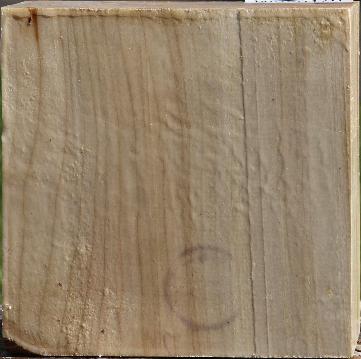 Silver Maple Bowl Blank
