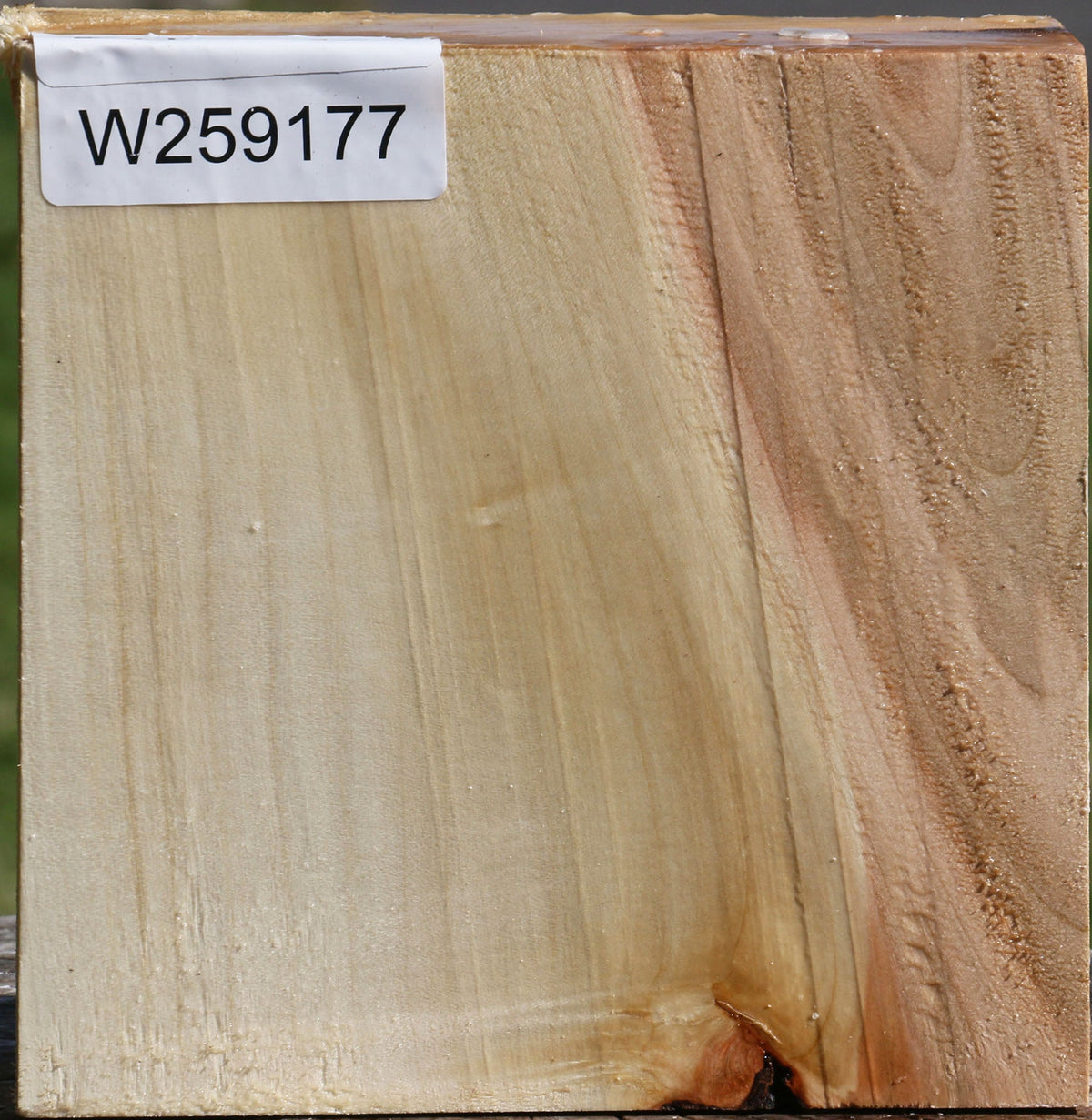 Silver Maple Bowl Blank