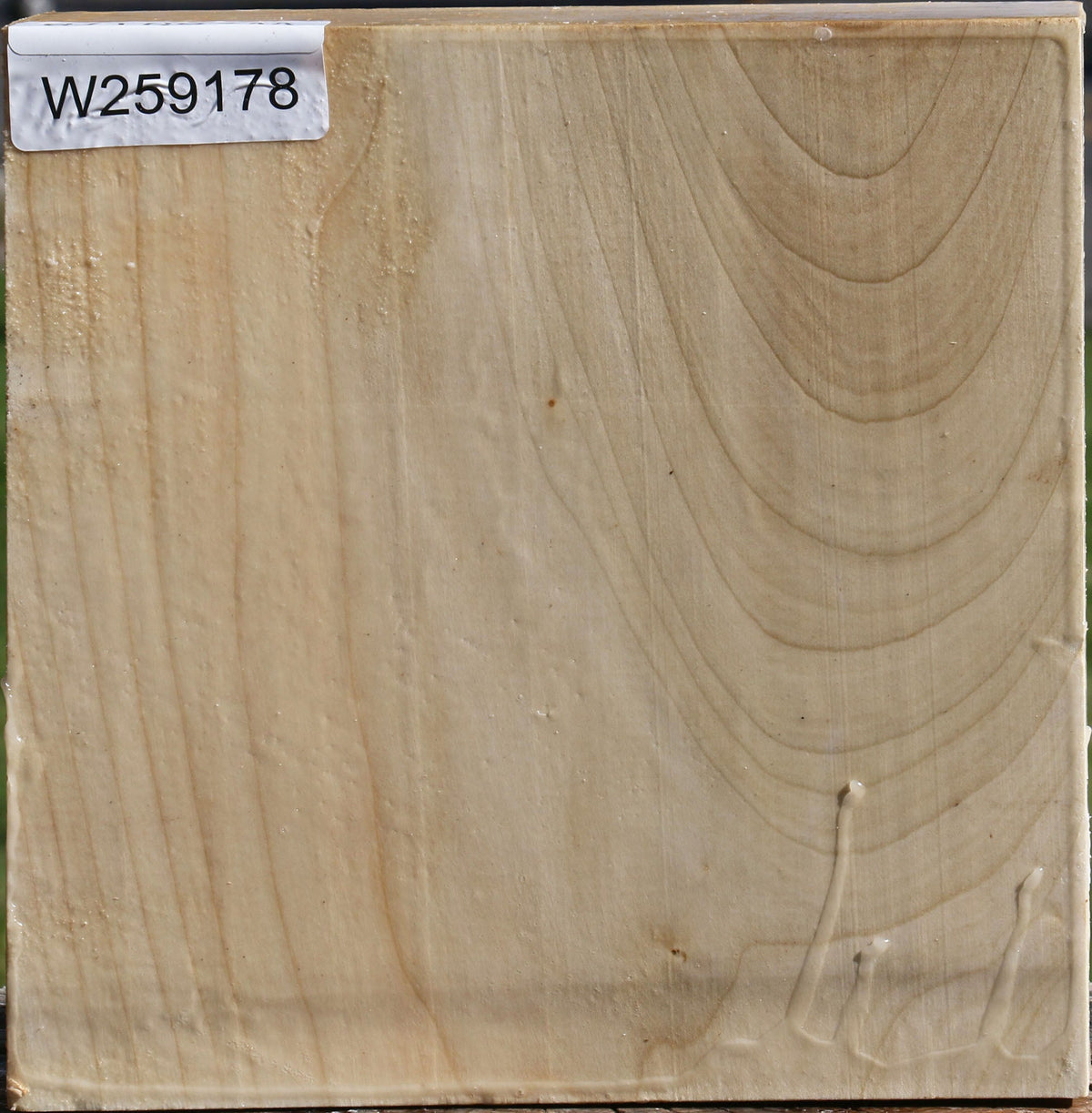 Silver Maple Bowl Blank