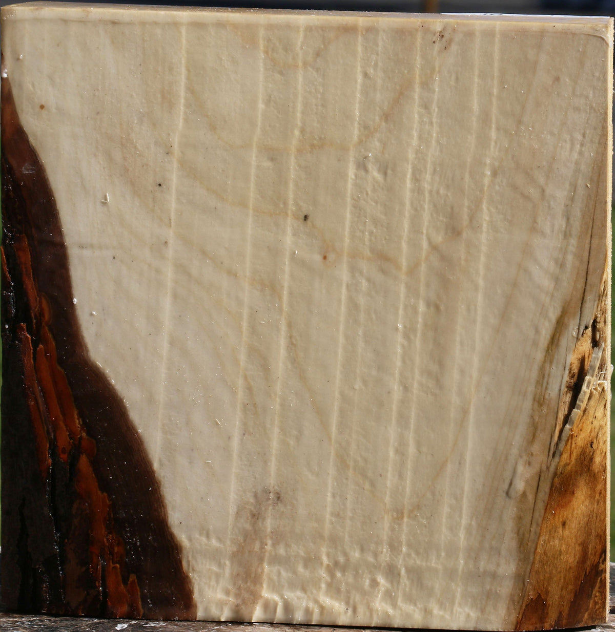 Silver Maple Bowl Blank