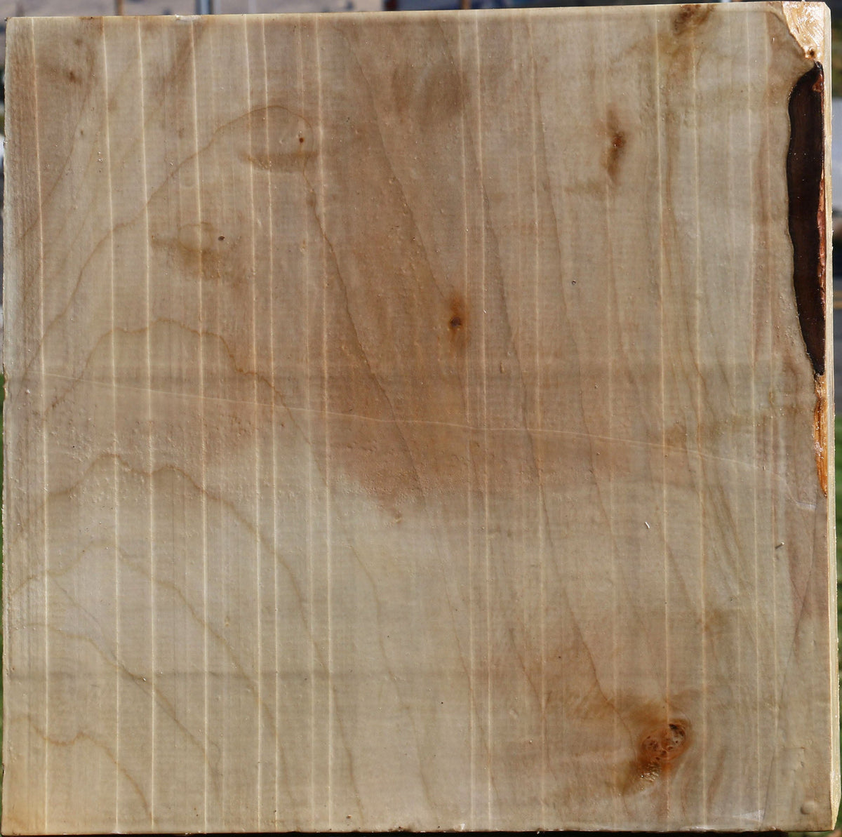 Silver Maple Bowl Blank