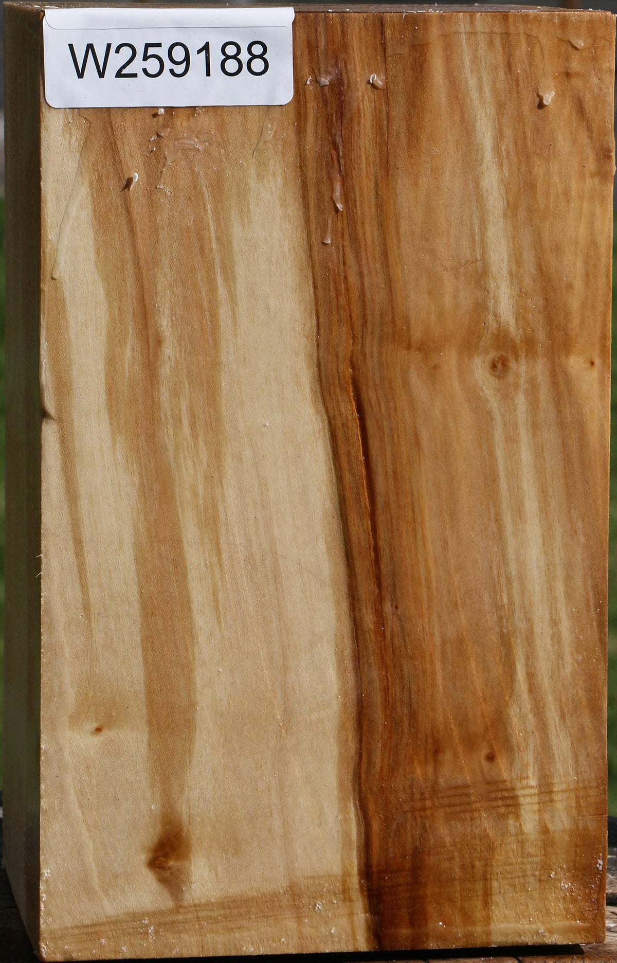 Silver Maple Vessel Blank