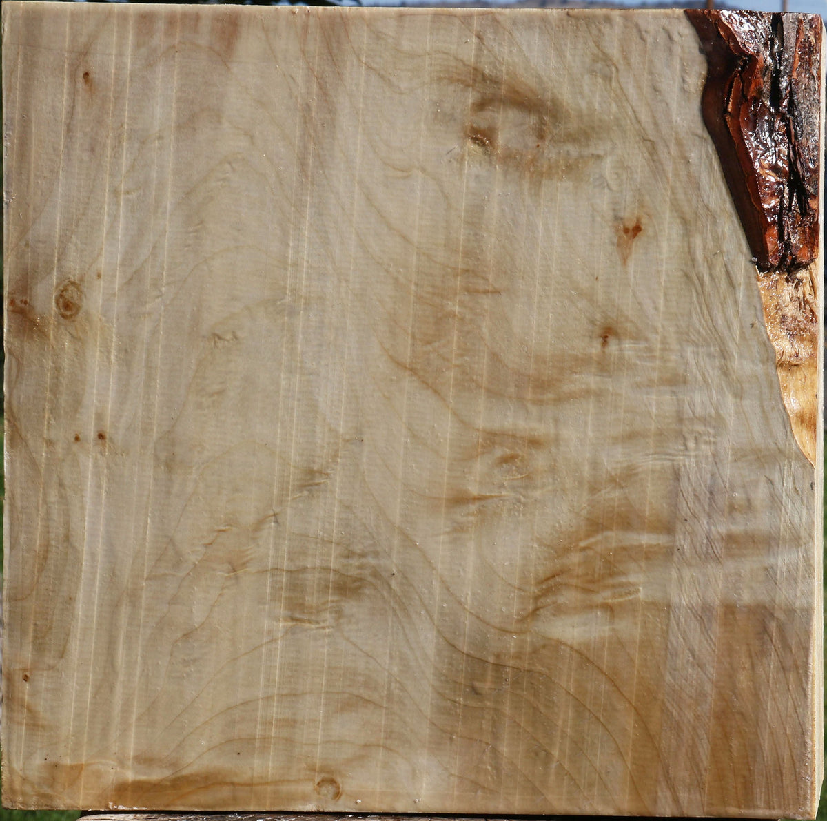 Figured Silver Maple Bowl Blank