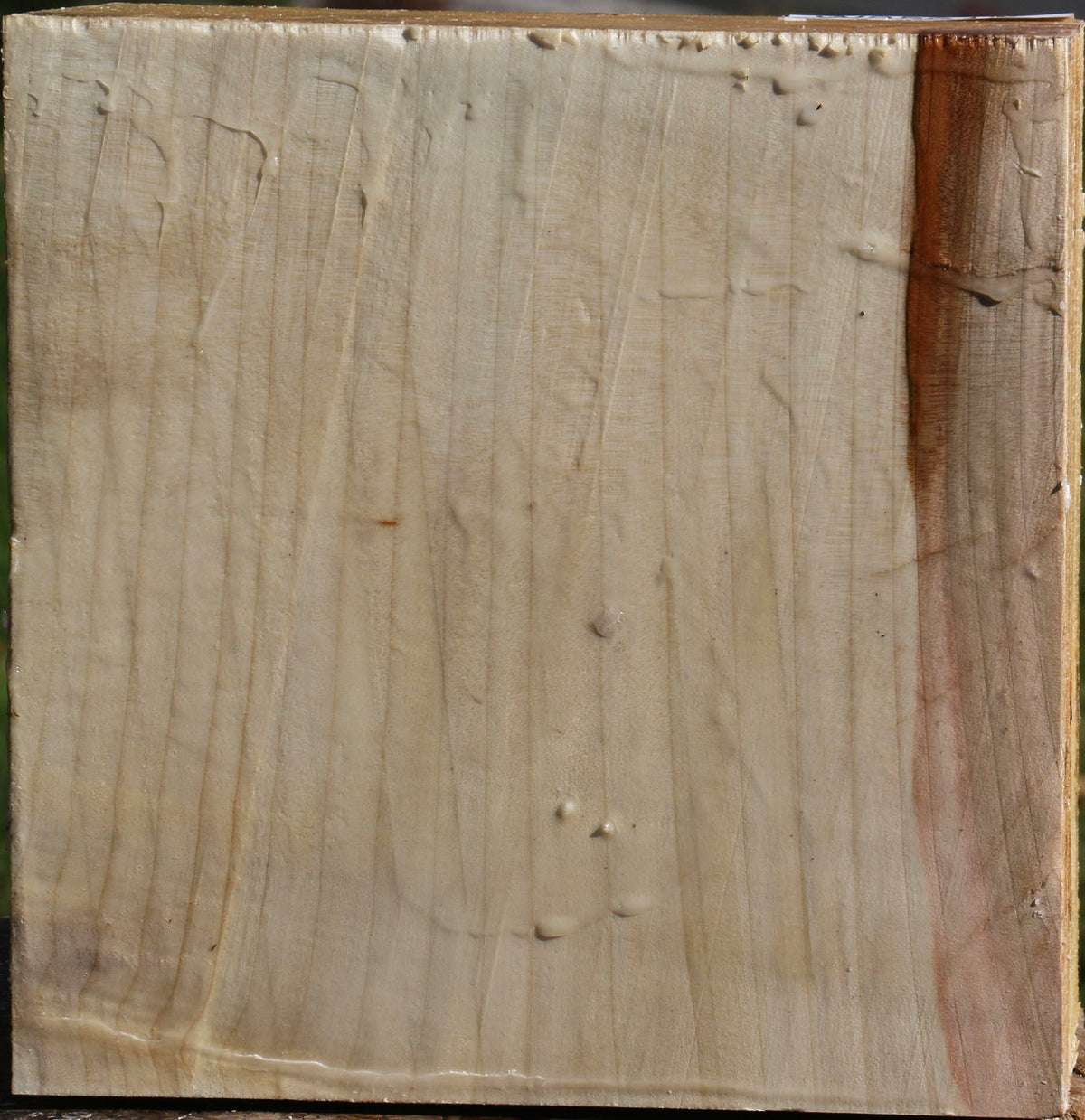 Silver Maple Bowl Blank