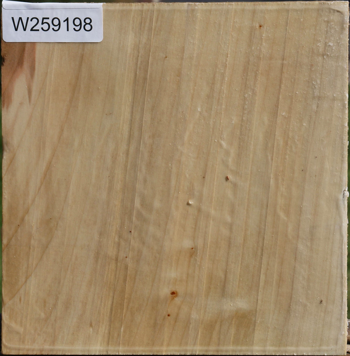 Silver Maple Bowl Blank