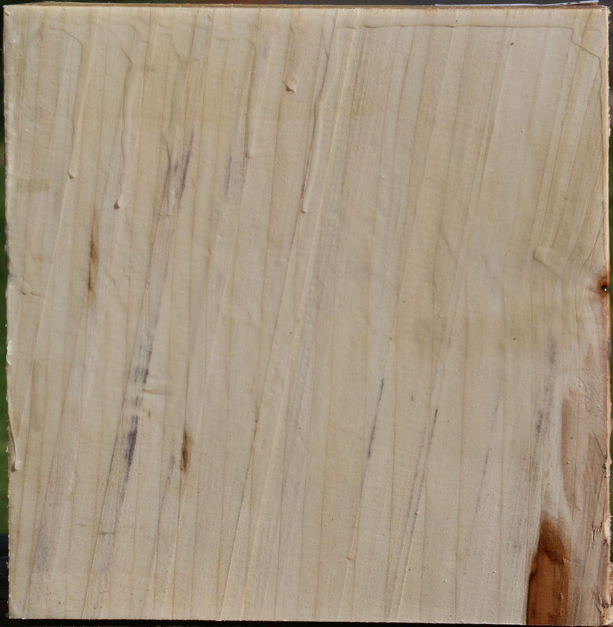 Silver Maple Bowl Blank