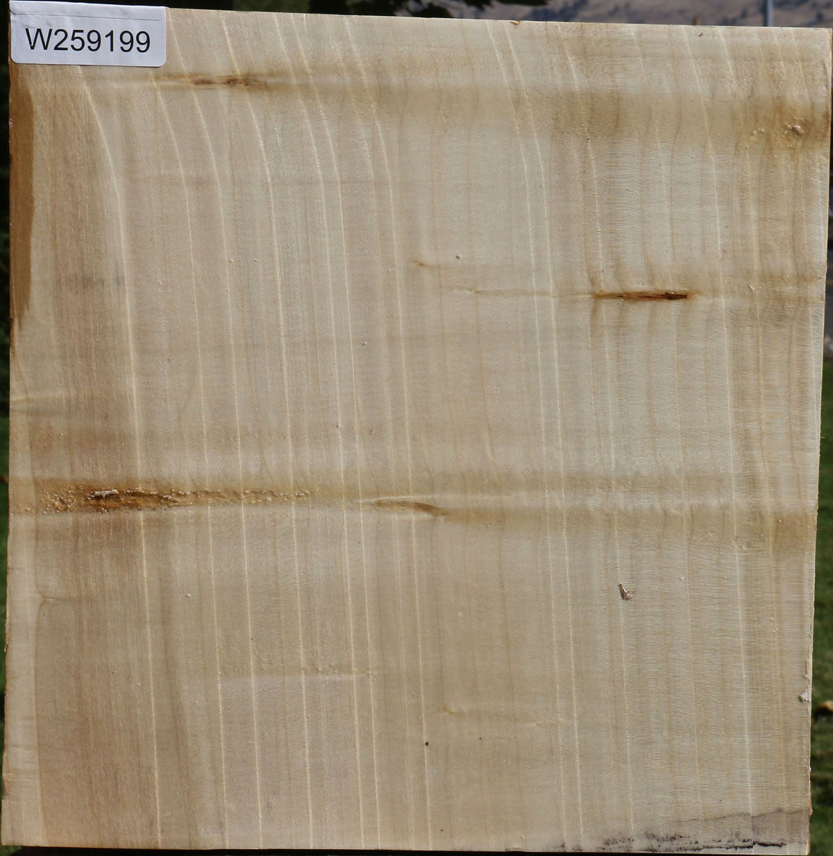 Silver Maple Bowl Blank