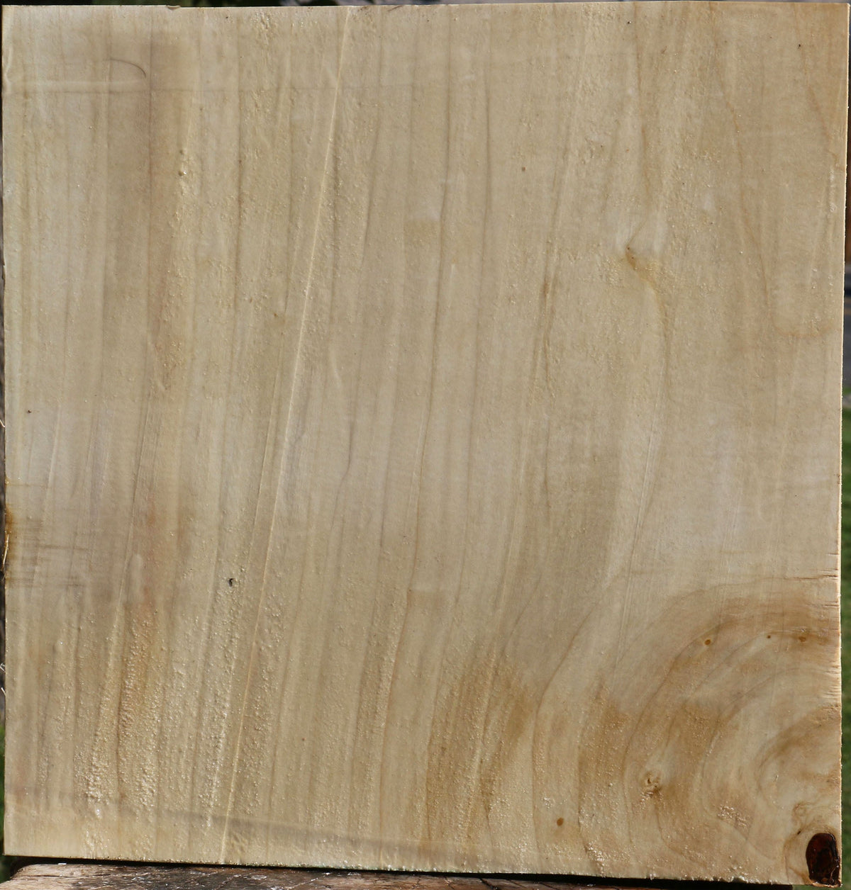 Silver Maple Bowl Blank