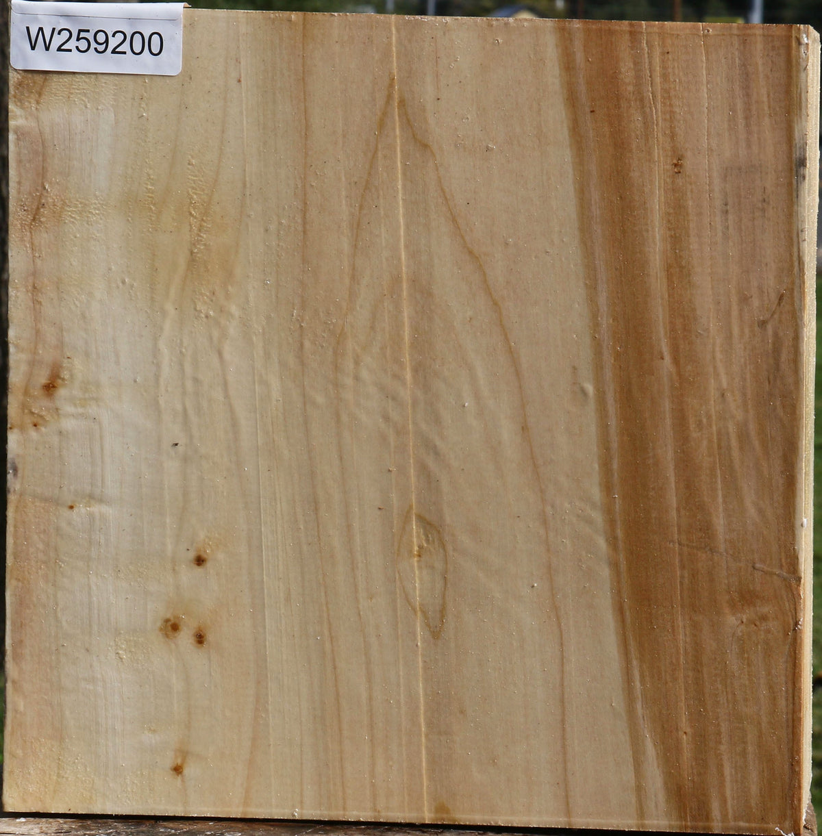 Silver Maple Bowl Blank