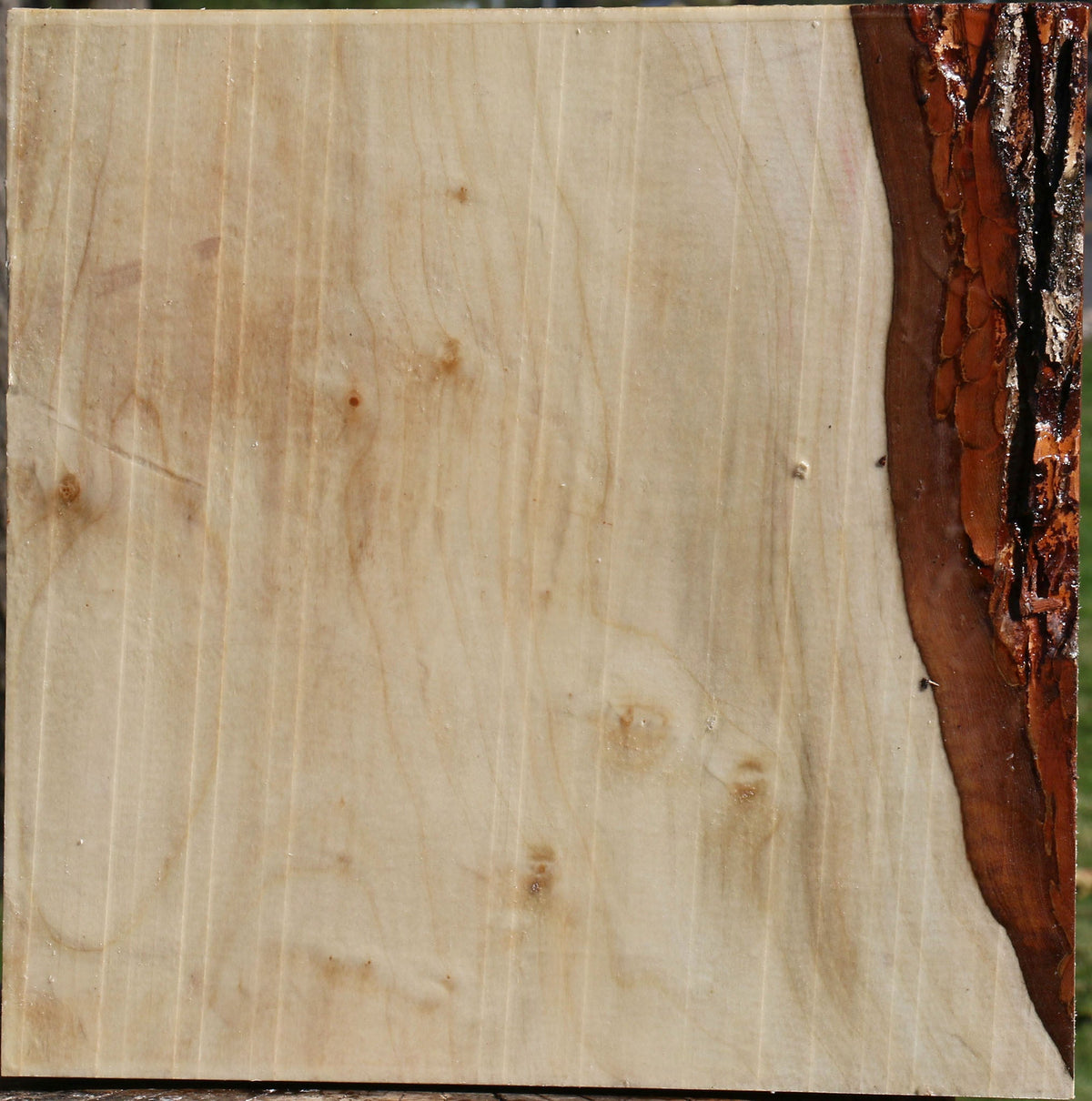 Silver Maple Bowl Blank