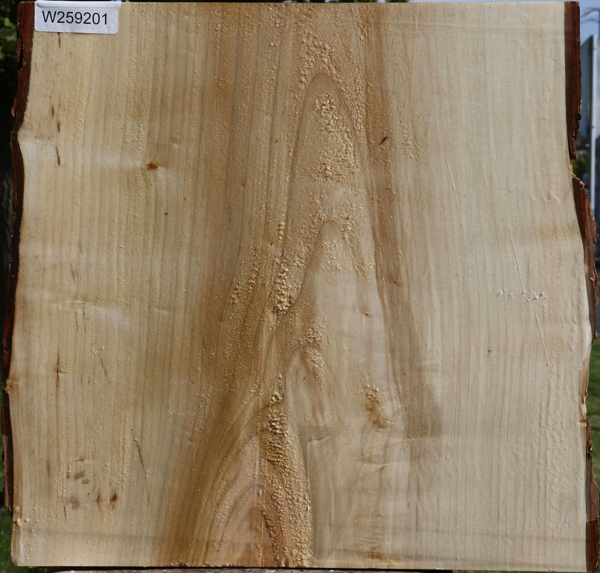 Silver Maple Live Edge Platter Blank