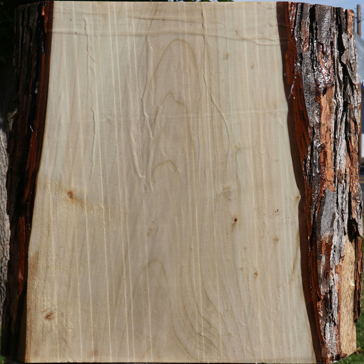 Silver Maple Live Edge Platter Blank