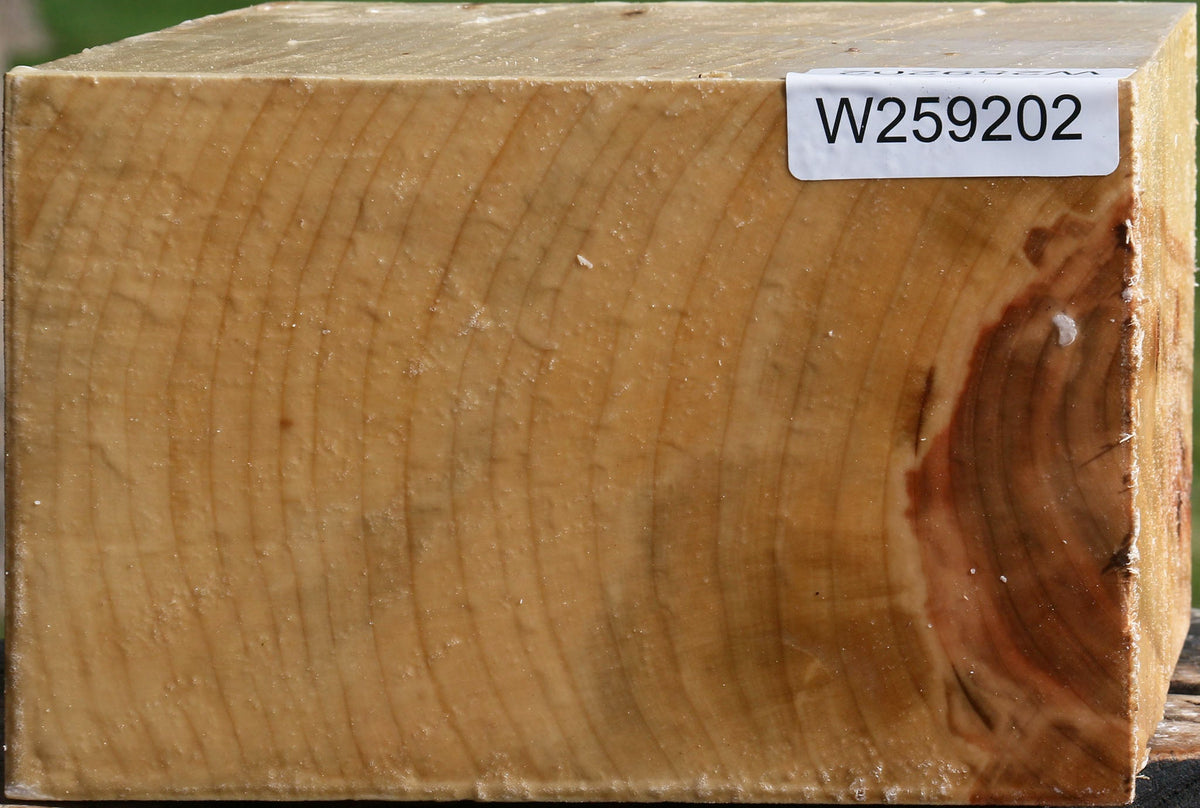 Silver Maple Bowl Blank