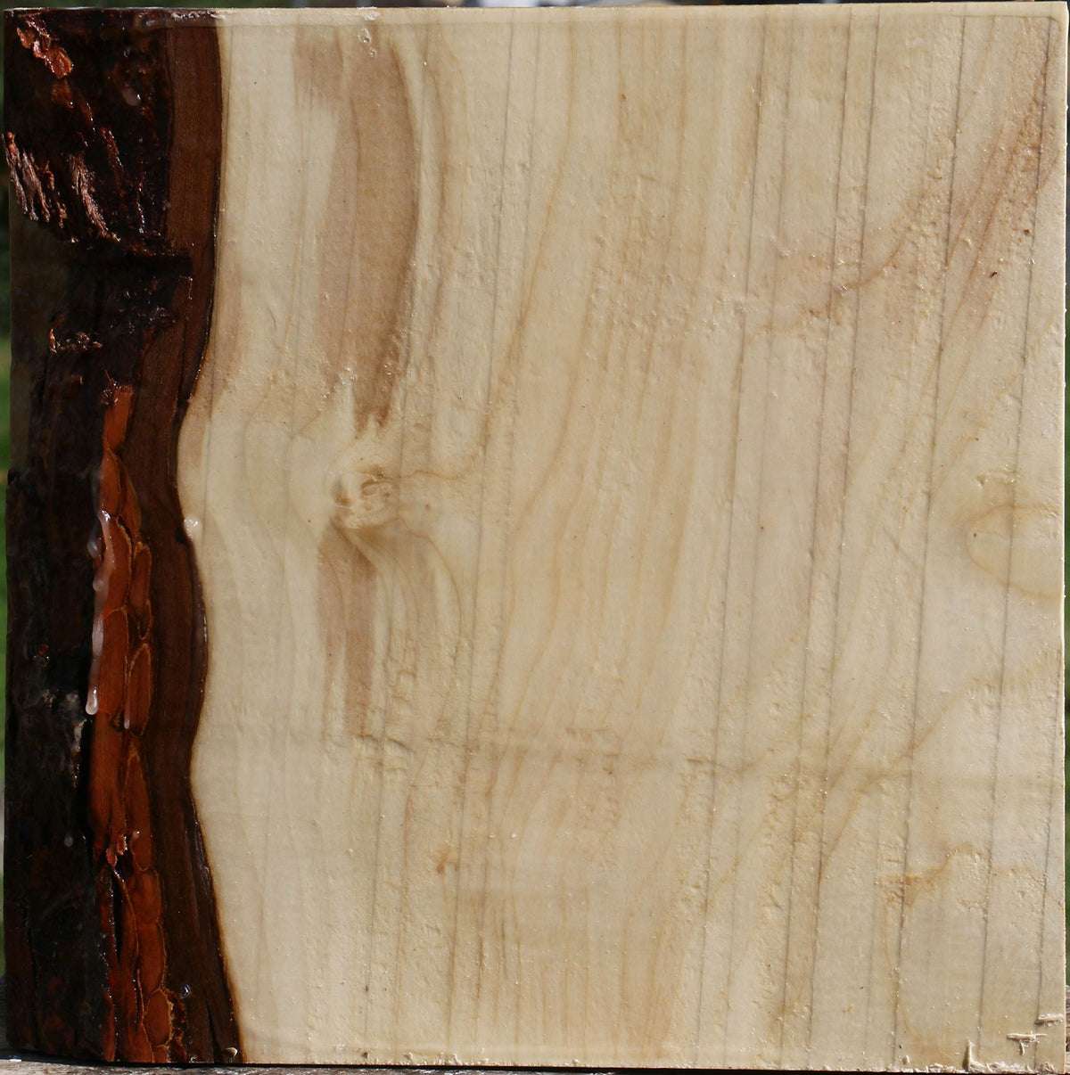 Silver Maple Bowl Blank