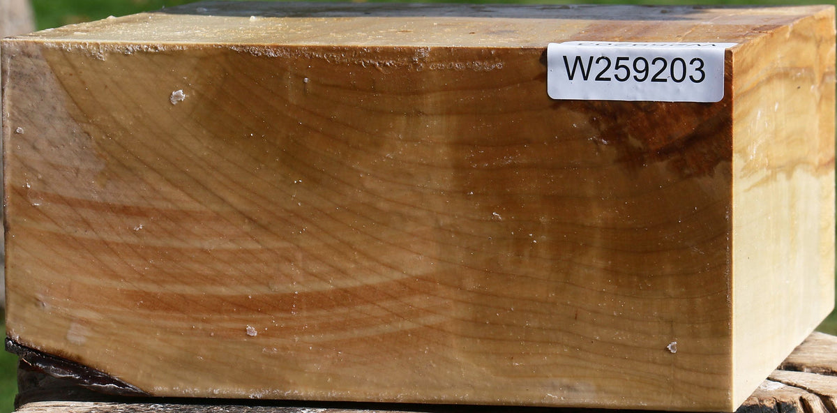 Silver Maple Bowl Blank