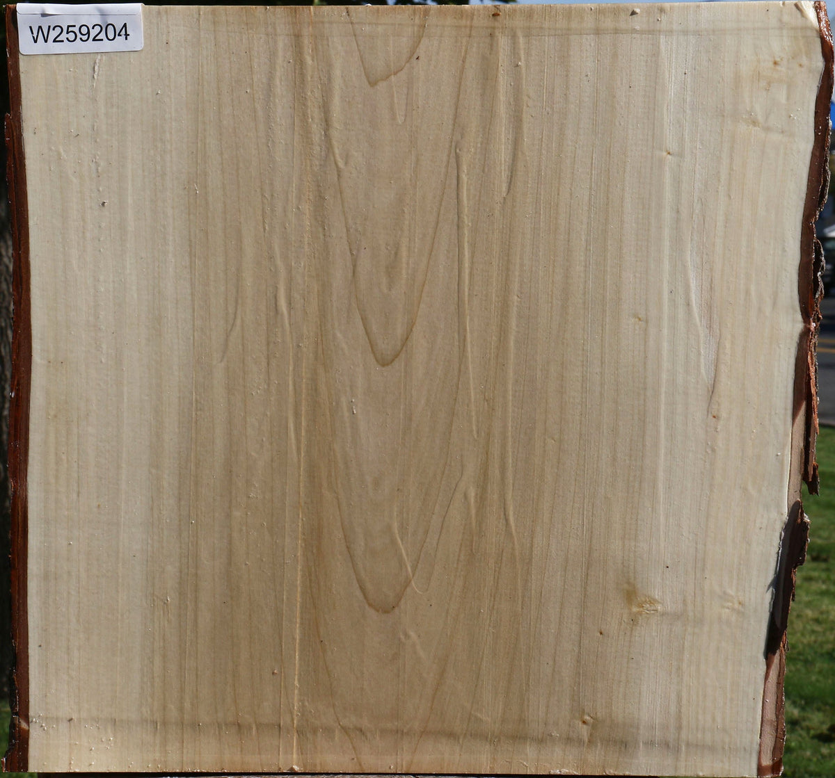 Silver Maple Live Edge Platter Blank