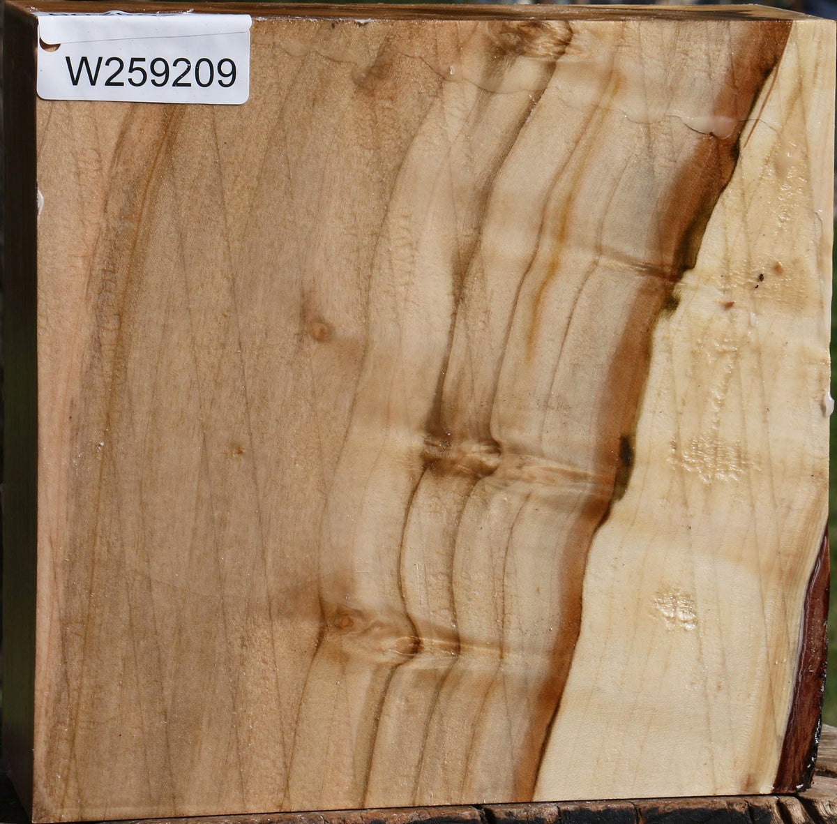 Figured Silver Maple Bowl Blank