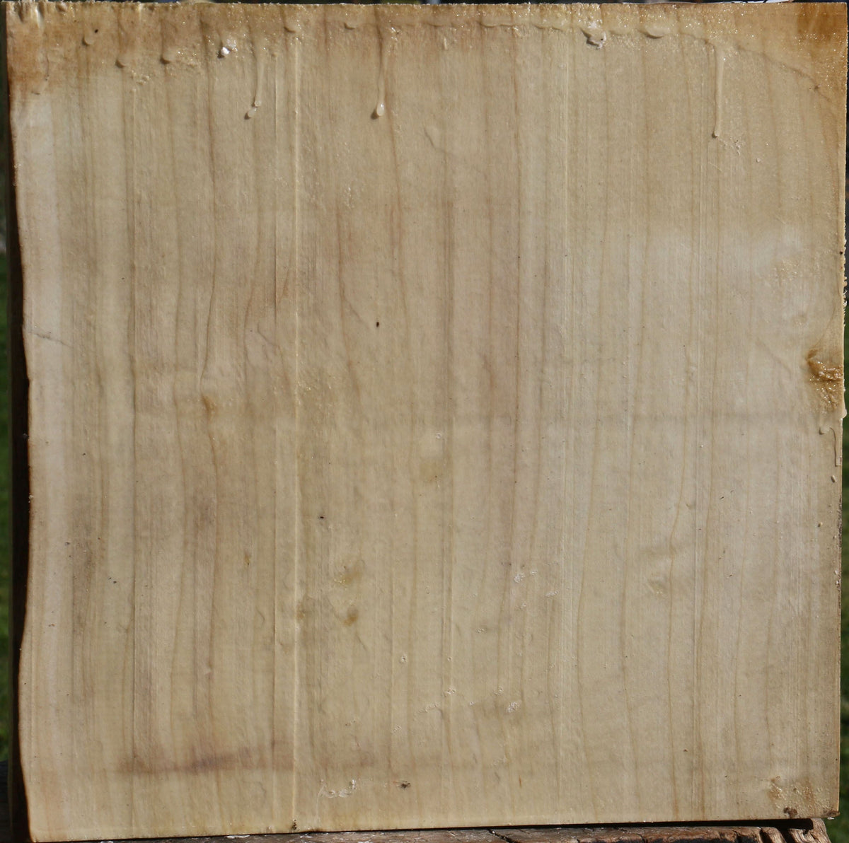Silver Maple Bowl Blank