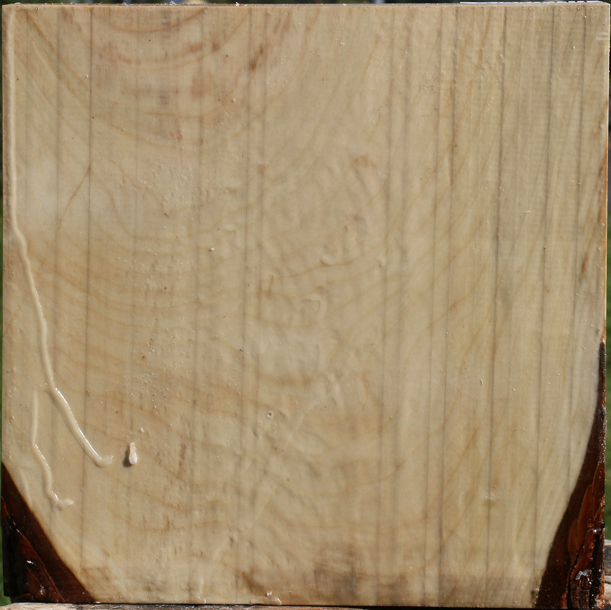 Silver Maple Bowl Blank