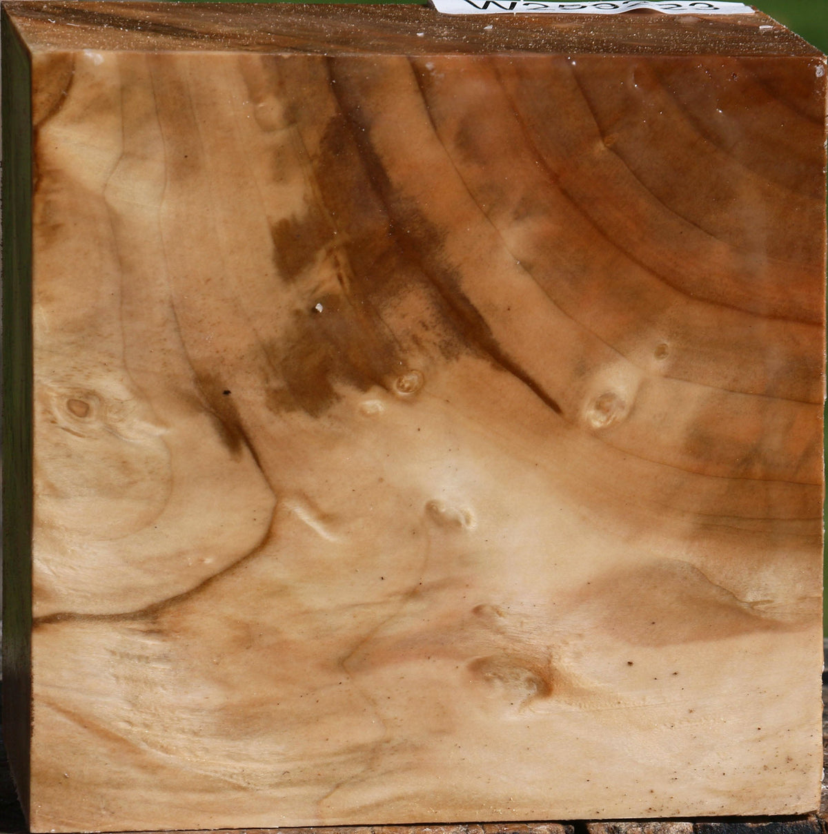 Extra Fancy Silver Maple Bowl Blank