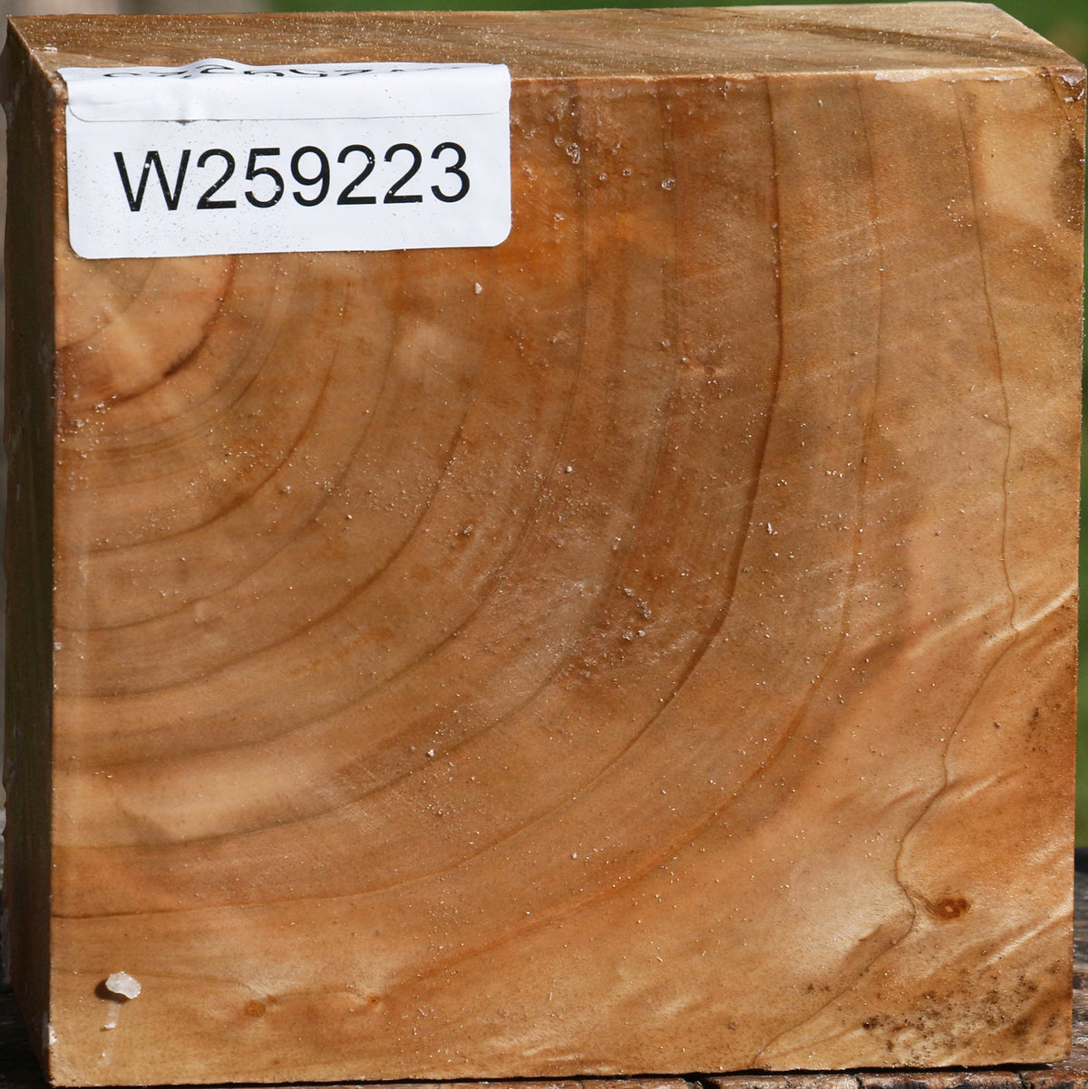 Extra Fancy Silver Maple Bowl Blank