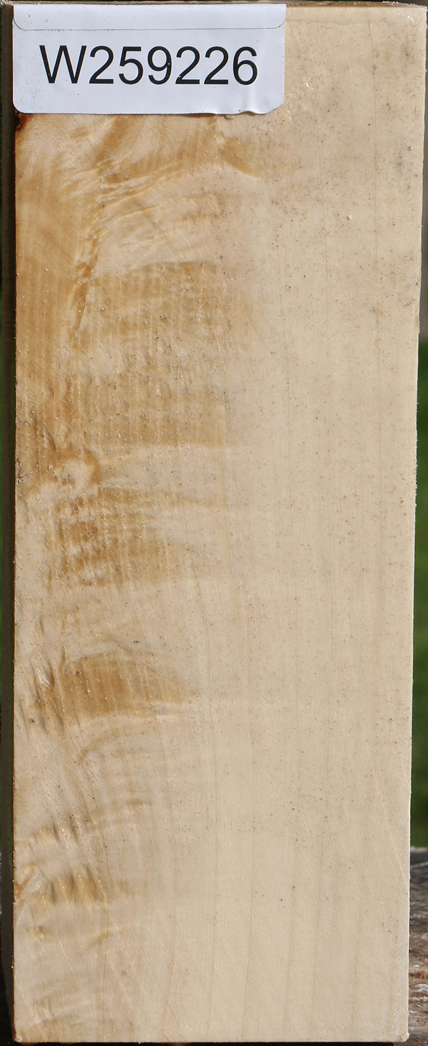 Silver Maple Vessel Blank