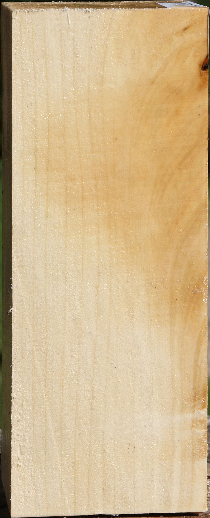 Silver Maple Vessel Blank