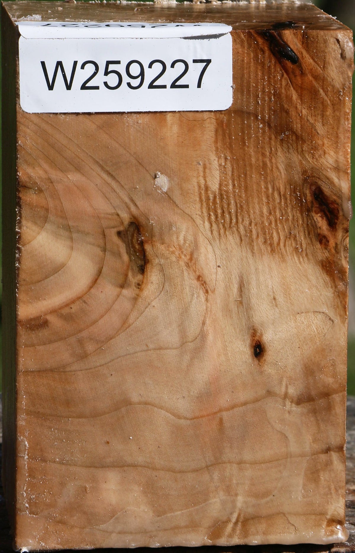 Extra Fancy Silver Maple Turning Square